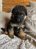  - Chiot berger allemand disponible 