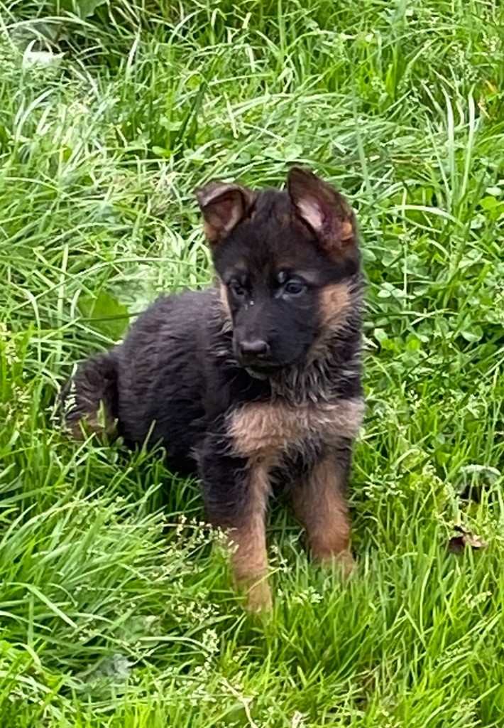 Du clos des rouets - Chiot disponible  - Berger Allemand