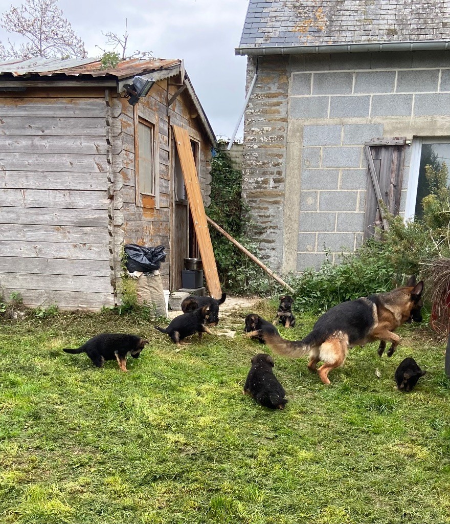 chiot Berger Allemand Du clos des rouets