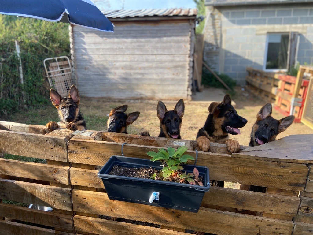 Chiots disponible 