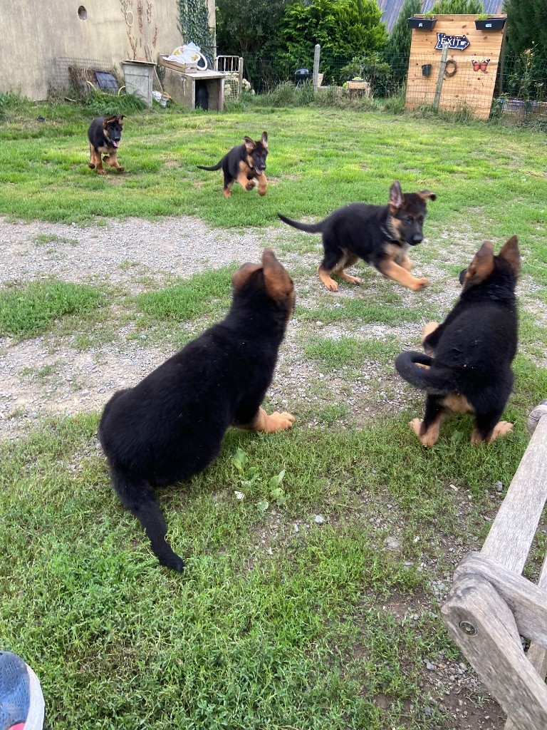 Chiots disponible 
