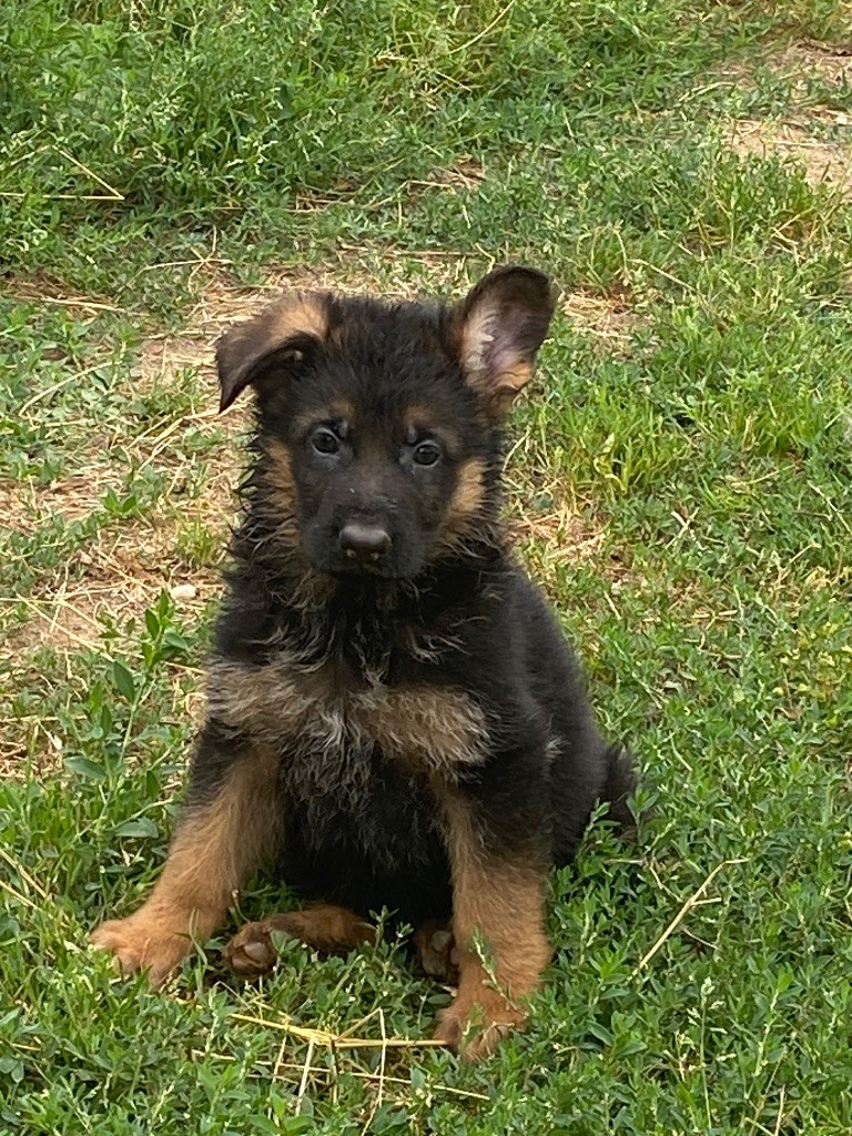 Du clos des rouets - Chiots disponibles - Berger Allemand