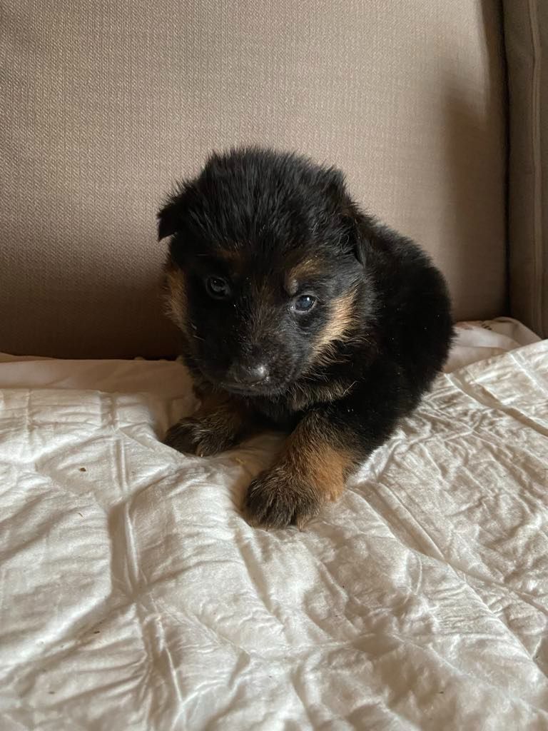 Du clos des rouets - Chiots disponibles - Berger Allemand