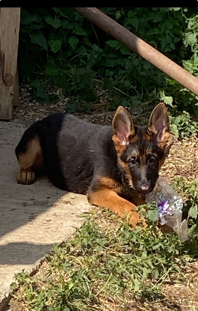 Du clos des rouets - Chiots disponibles - Berger Allemand