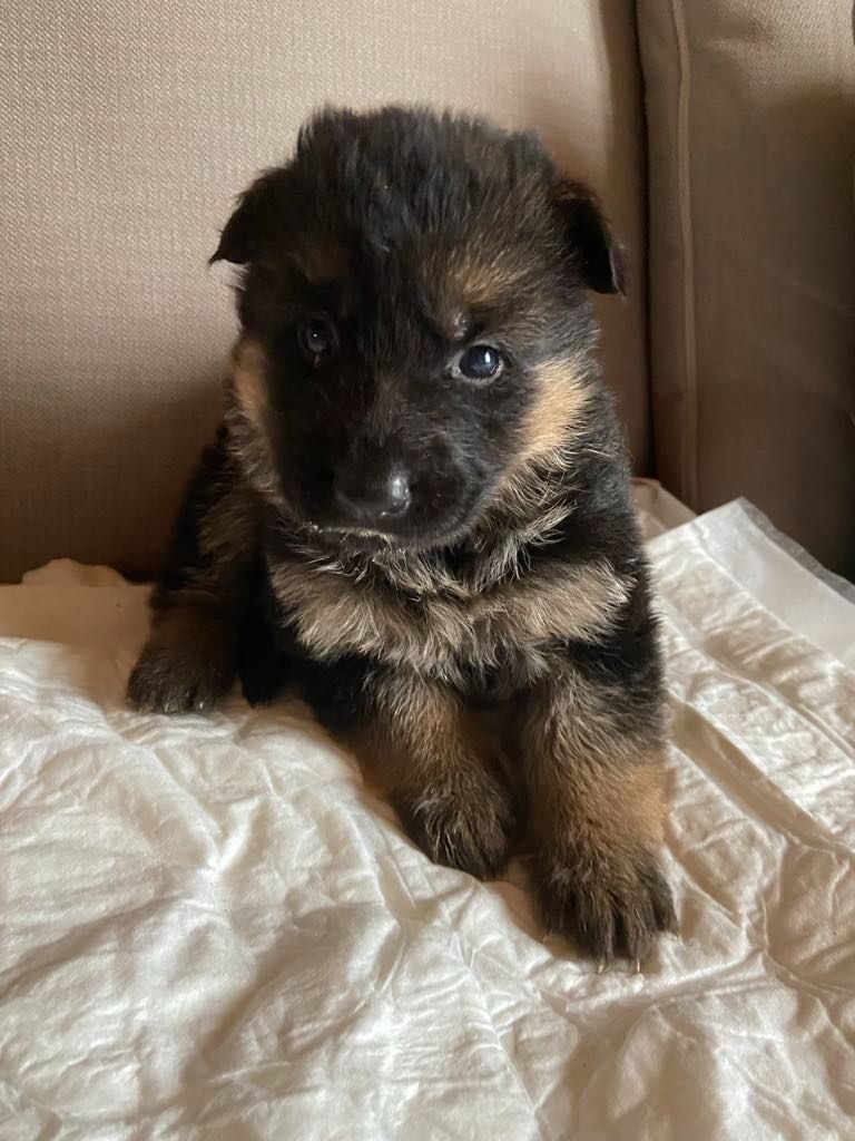 Du clos des rouets - Chiots disponibles - Berger Allemand