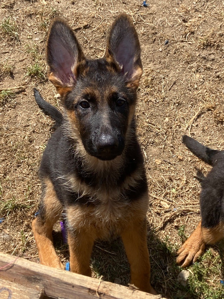 Du clos des rouets - Chiots disponibles - Berger Allemand