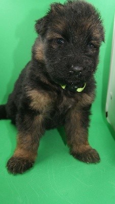 CHIOT