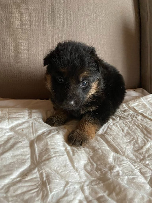 CHIOT 4