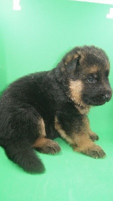 CHIOT