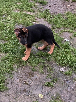 CHIOT 4