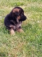 CHIOT