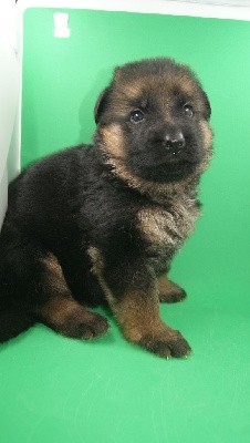 CHIOT
