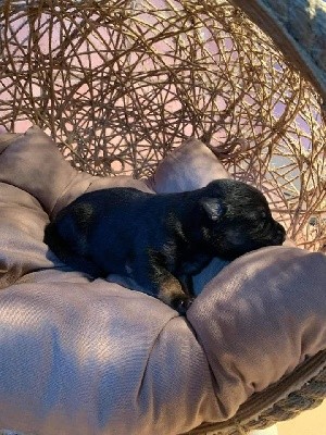 CHIOT