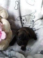 CHIOT
