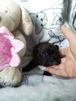 CHIOT