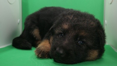 CHIOT