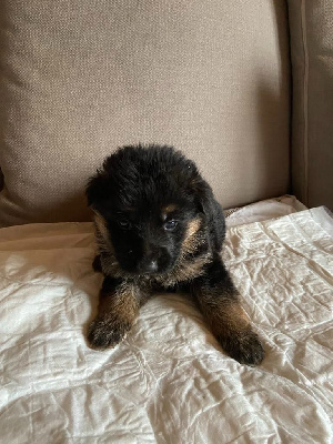 CHIOT 1