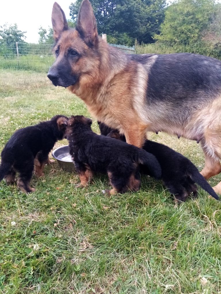 Chiot Berger Allemand Du clos des rouets