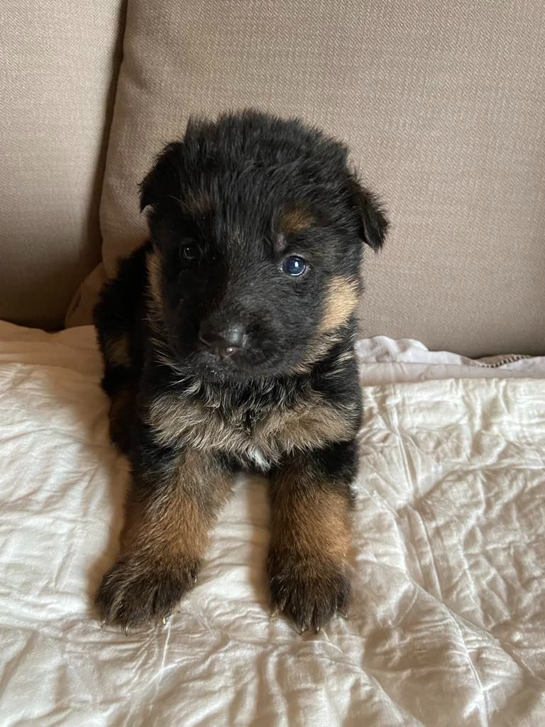 Du clos des rouets - Chiots disponibles - Berger Allemand