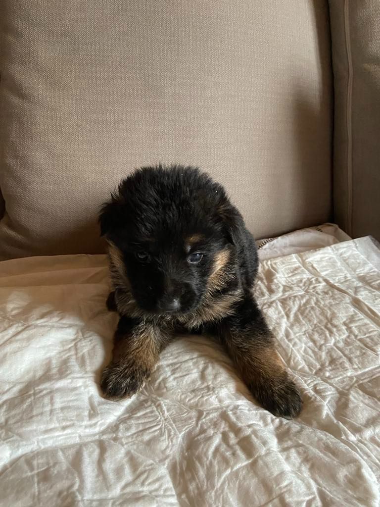 Du clos des rouets - Chiots disponibles - Berger Allemand